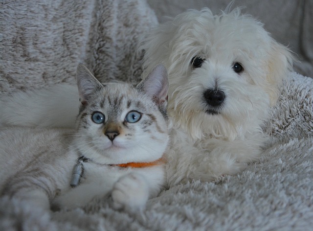 katt-och-hund