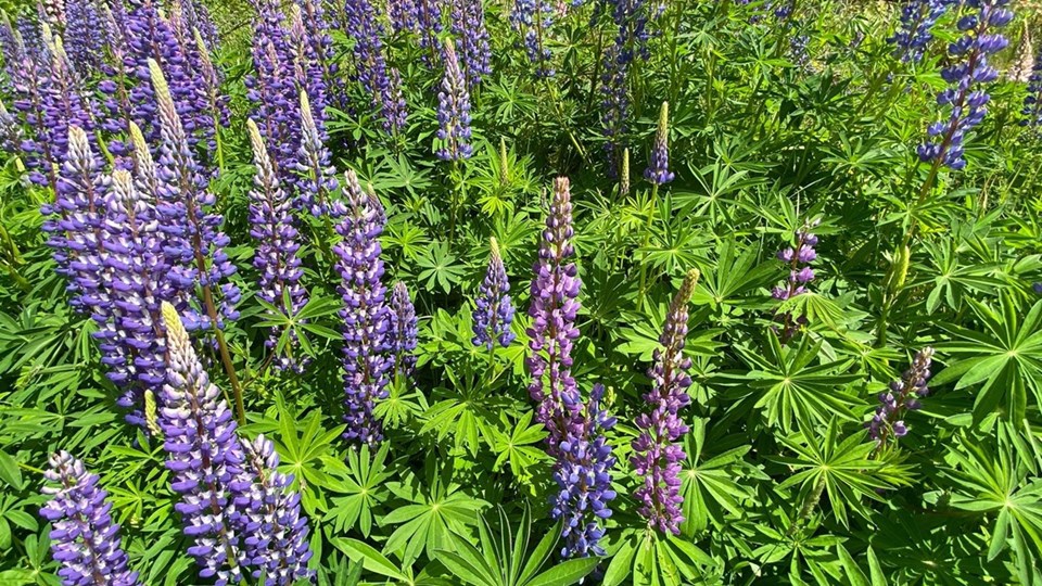Blomsterlupin (Lupinus polyphyllus)