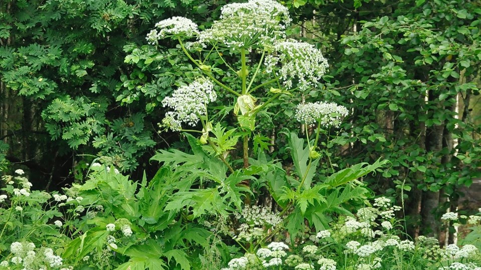Jätteloka (Heracleum mantegazzianum)