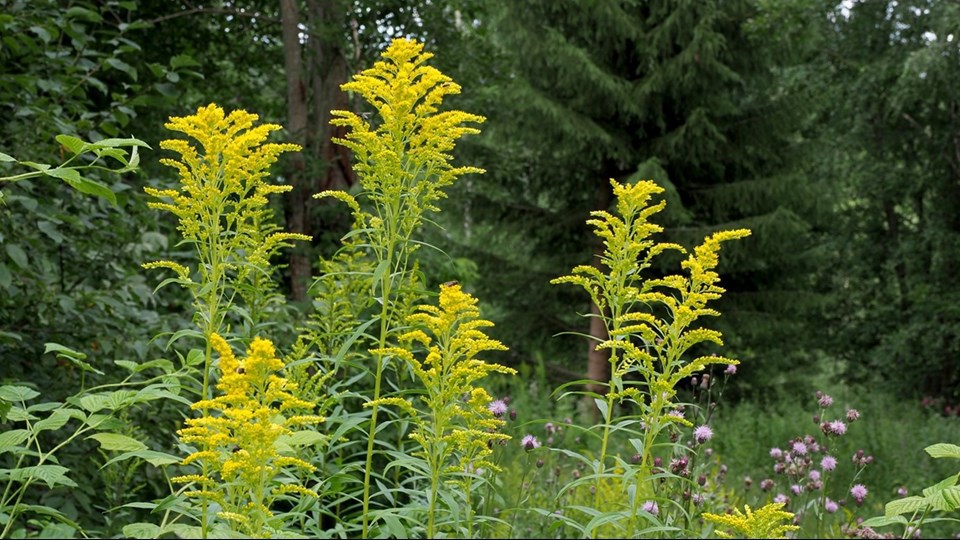 Kanadensiskt Gullris (Solidago canadensis)