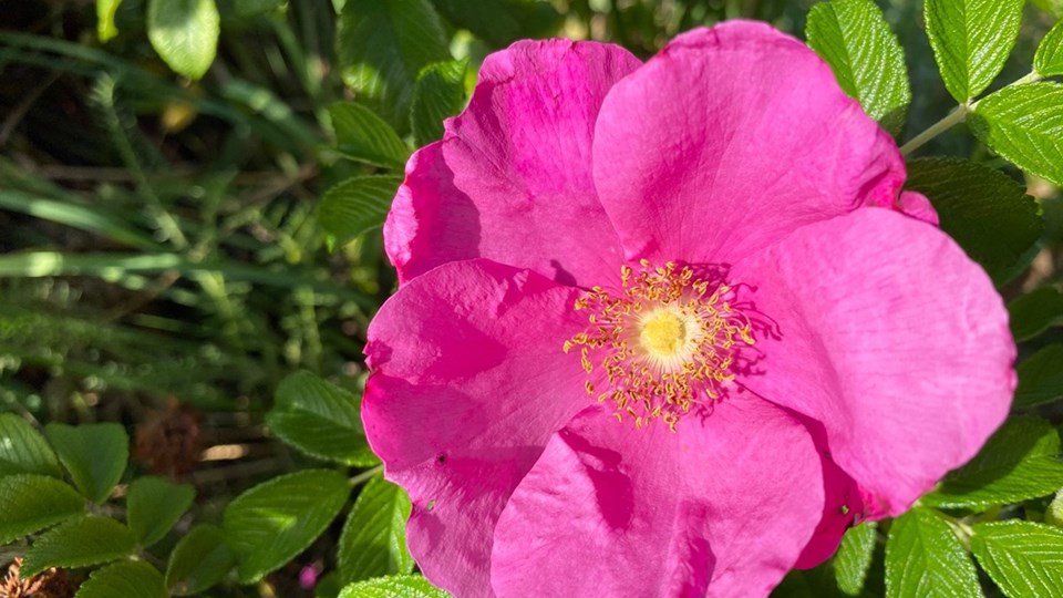 Vresros (Rosa rugosa)