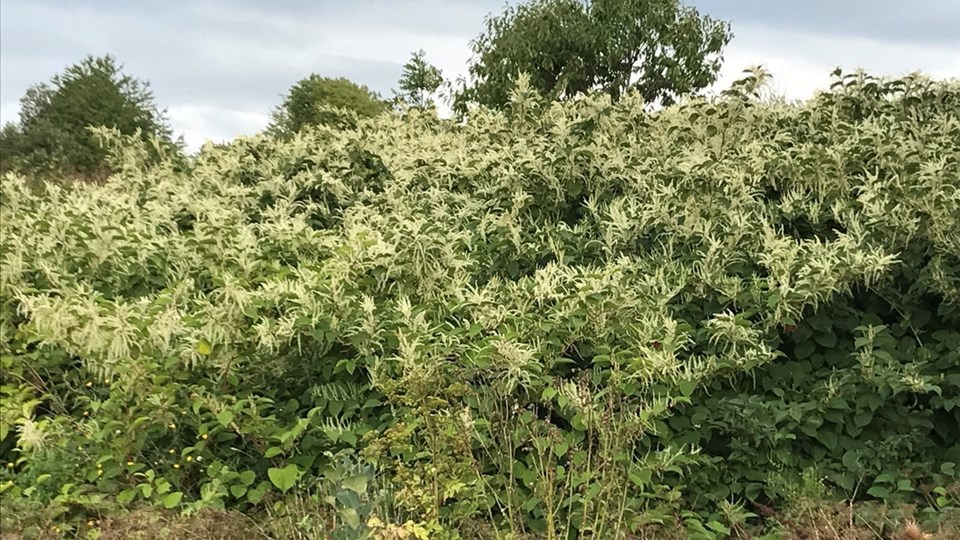 Parkslide (Reynoutria japonica)