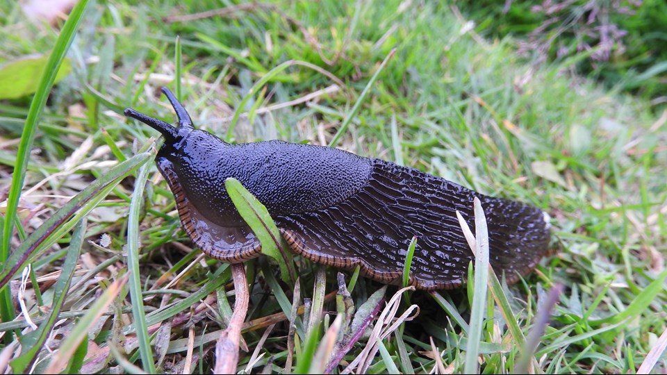 Mördarsnigel (Arion vulgaris)