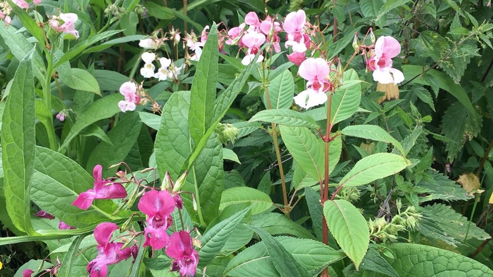 Jättebalsamin (Impatiens glandulifera)