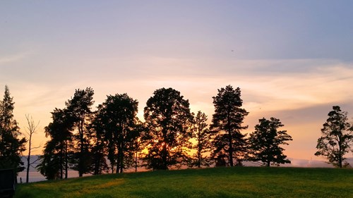 Träd framför solnedgång