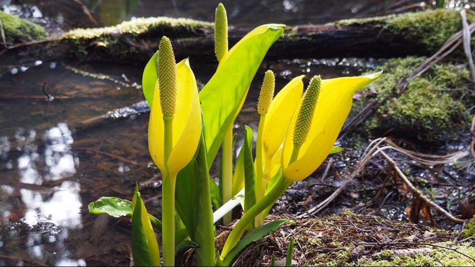 Gul Skunkkalla (Lysichiton americanus)