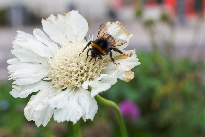 Humla på blomma